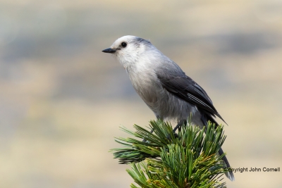 Clarks-Nutcracker;Clarks-Nutcracker;Nucifraga-columbiana